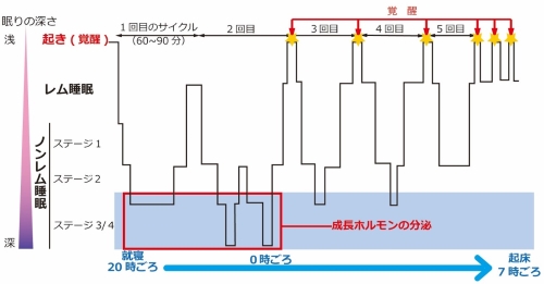 生後3ヵ月以降の夜の睡眠構造