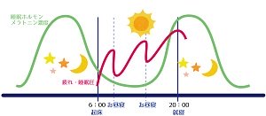 覚醒時間・活動時間