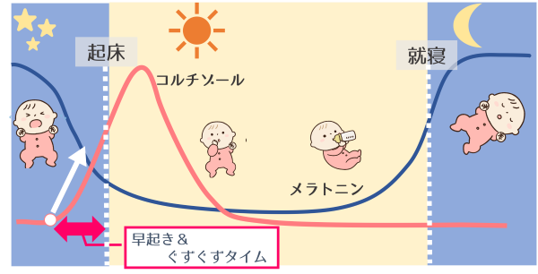 コルチゾール概日リズム